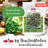 โหระพา หอมรัญจวน (VP31 500S TH) SV ศรแดง รูปที่ 3